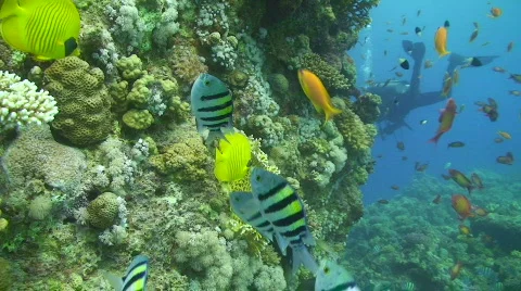 Tropical reef scene Vidéo 841705