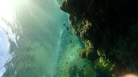 Tropical reef scene Video stock 249523082