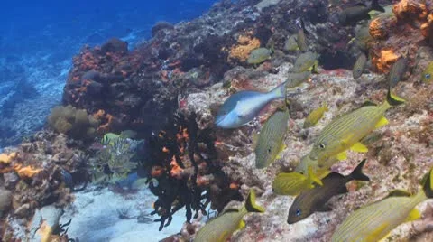 Tropical reef,fish Vidéo 10803011