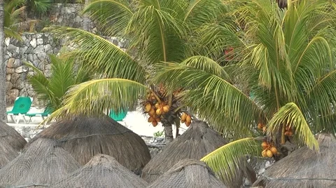 Tropical resort Stock-Footage 2409841