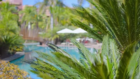 A tropical resort pool surrounded by palm trees and sun umbrellas Stock Footage 285882237