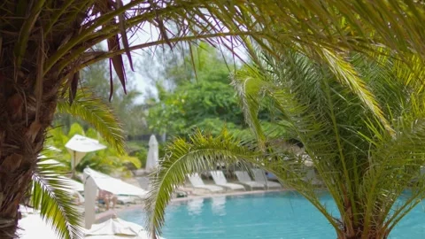 A tropical resort pool surrounded by palm trees and sun umbrellas, framed b.. Stock Footage 285882649