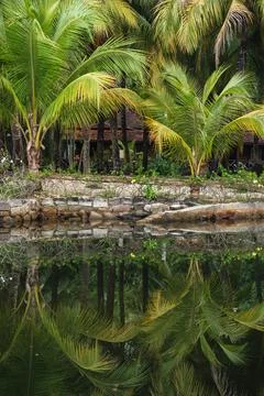 Tropical Resort Reflection with Palm Trees Photos