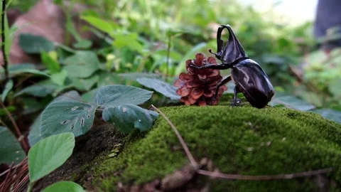 Tropical rhinoceros beetle Stock Footage 227709526