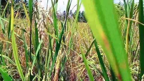 Tropical Rice Farming Under Open Sky Stock Footage 326373775