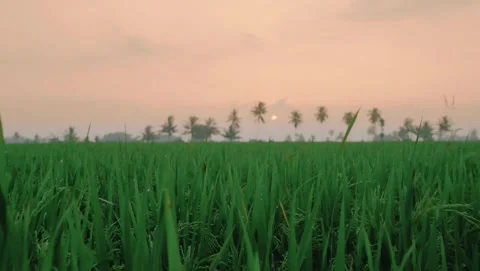 Tropical Rice Field Stock Footage 276398969