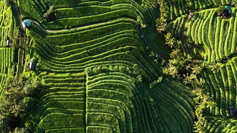 Tropical Rice Field Patterns and Lush Green Agricultural Landscape from Above Stock Footage 336633794