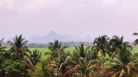 Tropical rice fields and palm trees with distant Buddhist temple and mountain 库存影片 309175159