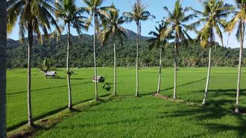 Tropical Rice Fields and Palm Trees Aerial Landscape Vídeo Stock 332553671