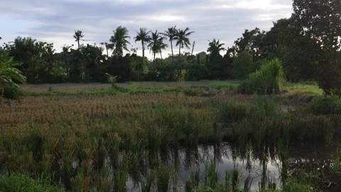 Tropical Rice Fields and Palm Trees near Keramas Black Beach, Bali Stock Footage 340399250