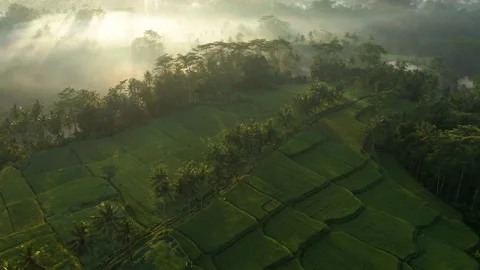 Tropical rice fields hidden in lush jungle landscape during scenic morning Stock Footage 166201285