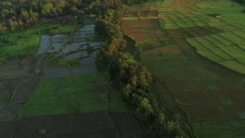 Tropical rice fields with line of coconut trees in Ubud region during Stock Footage 167715721