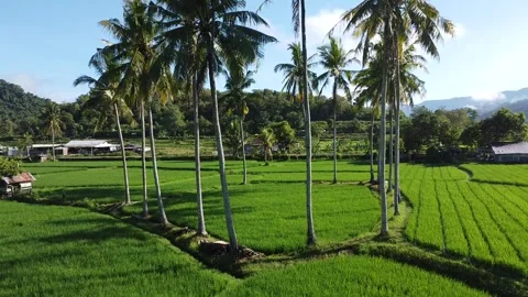 Tropical Rice Fields with Palm Trees and Blue Sky Video stock 332553594