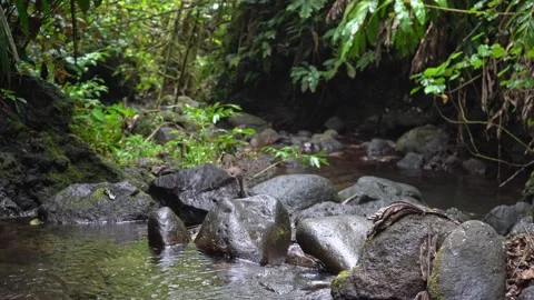 Tropical river close up in jungle. Waterfall with volcanic stones. Pure spring Stock Footage 166015460