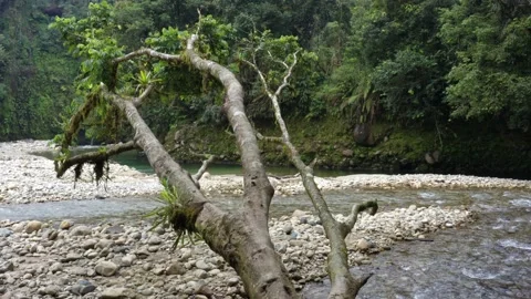 A tropical river covered in pebbles, moving through the branches of a tree Stock Footage 151278583