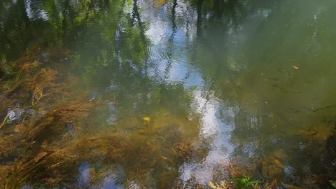 Tropical river with fish Stock Footage 88825898
