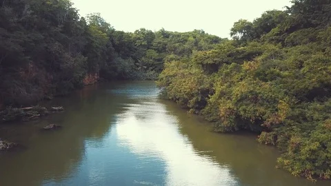 Tropical river flight Stock Footage 100762201