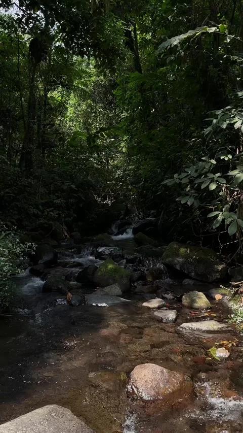 Tropical River Flowing Over Rocks in Dense Forest, Vertical Wide Shot Stock Footage 324851774
