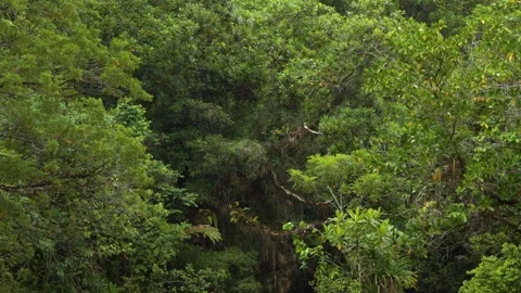 Tropical River Flowing Over Waterfall Edge in Palau Rainforest 库存影片 330382791