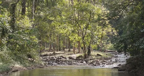 Tropical river flowing through lush green forest with sunlight Stock Footage 331523843