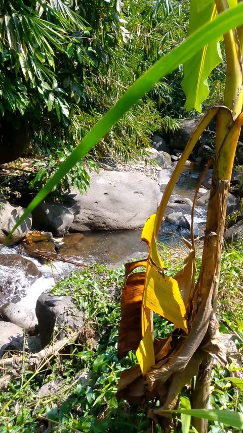 Tropical River Flowing Through Rocks with Banana Tree 4K Stock-Footage 341908710
