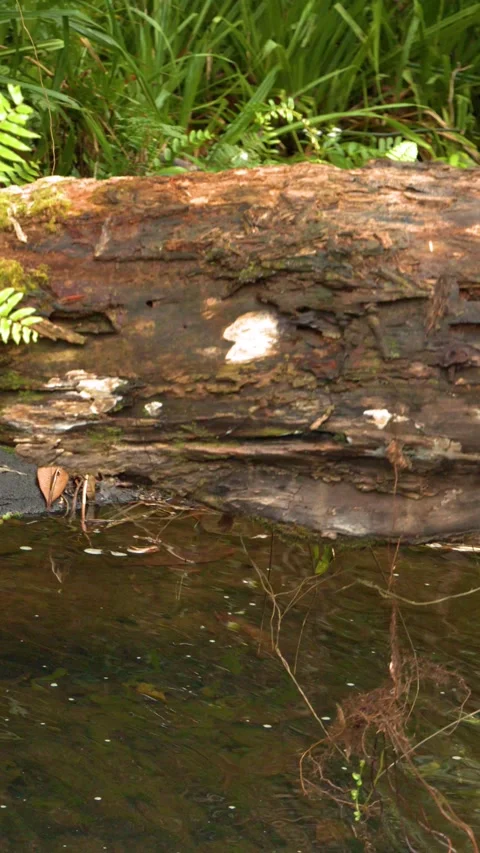 Tropical River Flowing Under Mossy Log in Palau Rainforest Stock Footage 330921117