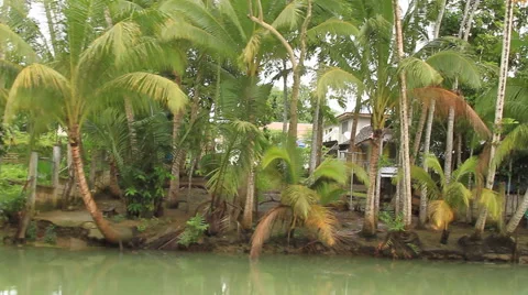 Tropical river Stock Footage 43675318