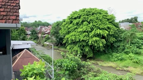 Tropical River Stock Footage 219982726