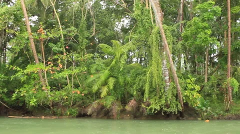 Tropical river forest Stock Footage 43672906