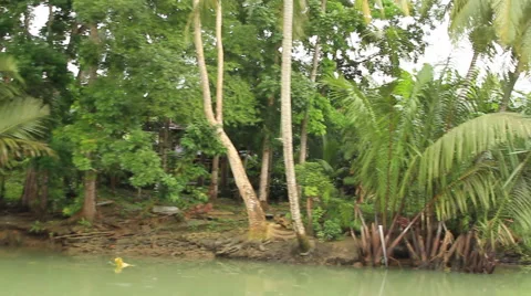 Tropical River Jungle Stock Footage 43679313