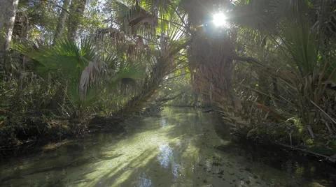 Tropical River in the Jungle Stock Footage 58275255
