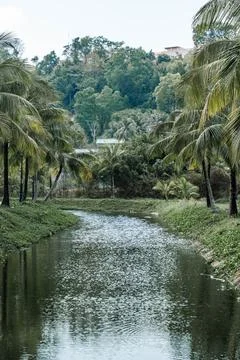 Tropical River Lined with Palm Trees and Lush Hills Foto stock