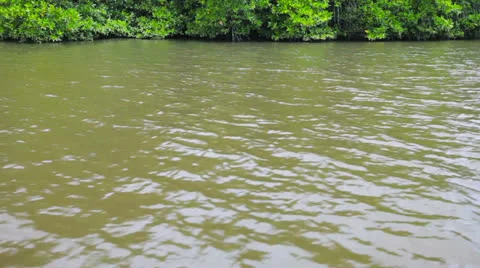 Tropical river with mangroves Stock Footage 25599195