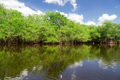 Tropical river Stock Photos