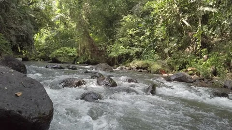 Tropical River Stream Flowing Through Jungle in Bali 库存影片 335126036