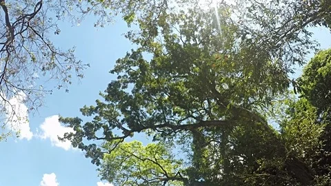 Tropical River Tree Canopy Vídeo Stock 122773241