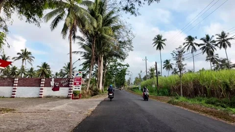 Tropical road lined with palm trees and green fields Stock Footage 345157800