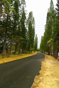 Tropical road lined with Pine Trees Stock Photos