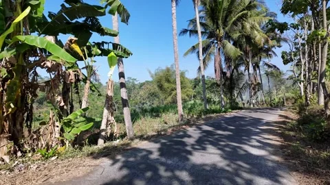 Tropical road winds through dense green foliage Stock Footage 345201465