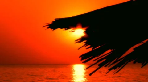 Tropical romantic background Video stock 30427399