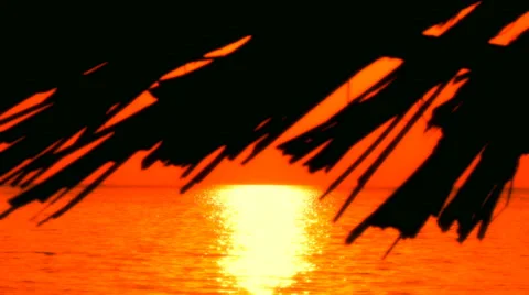 Tropical romantic background Stock Footage 30427948