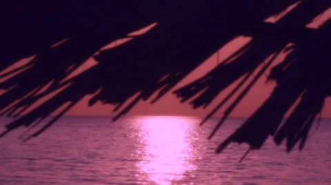 Tropical romantic background Stock Footage 30427959