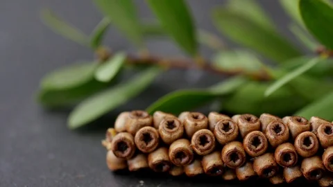 Tropical root, 4k Close up shot, Slide equipment used. RL pan, Right slider doll 스톡 동영상 85146145