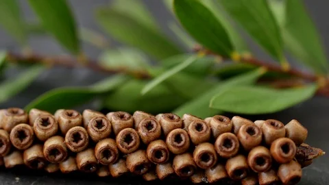 Tropical root, 4k Close up shot, Slider equipment used. LR pan,Left slider dolly 스톡 동영상 85147068