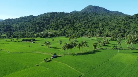 Tropical Rural Landscape with Rice Fields Aerial View Vídeo Stock 332553942