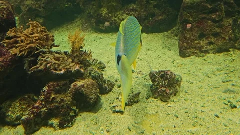 A tropical sailfin snapper fish i Stock Footage 267455689