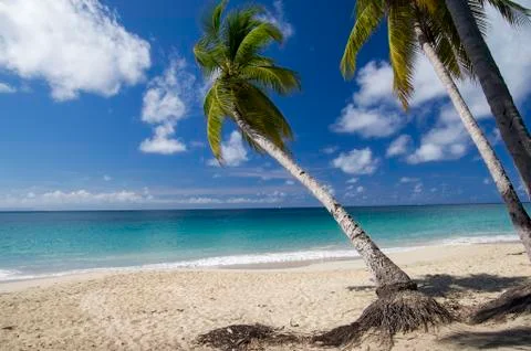 Tropical Sandy Beach Stock Photos