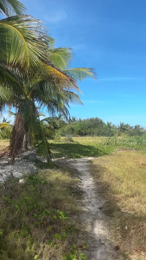 Tropical sandy path with leaning palm tree, Barbados Stock-Footage 337972018