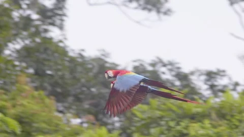 Tropical Scarlet Macaws Pair Soaring Over Green Rainforest Canopy in Stock Footage 301771594