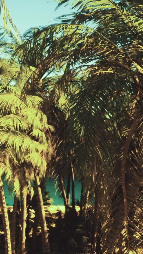 Tropical scene with palm trees and ocean in the background during sunlight Stock Footage 331687559